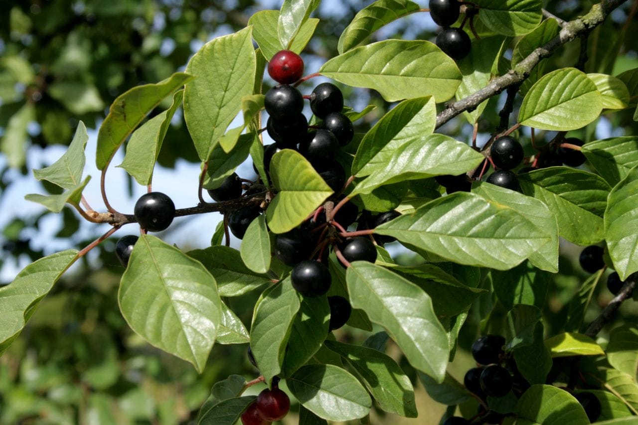 Frangula alnus